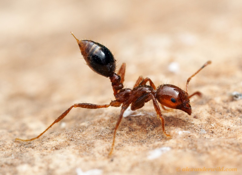 ژست عصبانی یک مورچه! /عکس 1