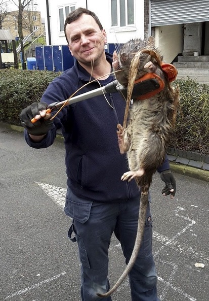 هجوم موش‌های غول‌پیکر به شهری در انگلیس +عکس 