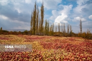 دریای سیب‌های دور ریختنی (عکس)
