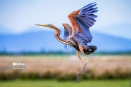 تصاویر: دنیای پرندگان