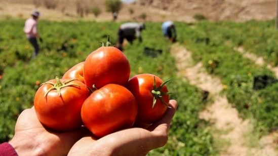 افزایش برداشت ‌گوجه‌فرنگی در کشور