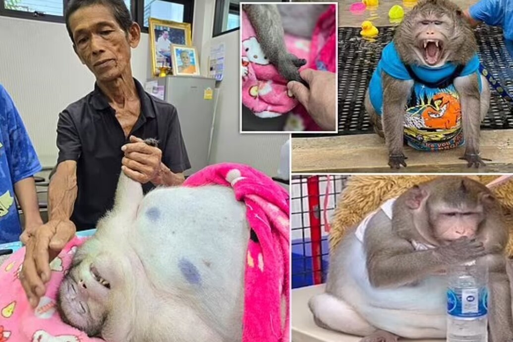 گودزیلای تایلندی بر اثر چاقی مرد