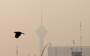 آلودگی هوای تهران؛ بحران مشترکِ شهر و طبیعت/ پرندگان مهاجر تهران را دور می‌زنند/ گنجشک‌ها کجا رفتند؟/ جمعیت کدام پرنده در تهران بیشتر شده؟