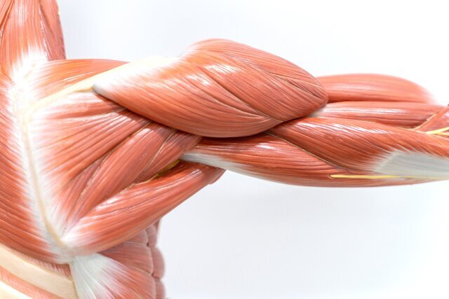 آغاز تحلیل عضلانی از ۳۰ سالگی / نسخه‌ای برای حفظ عضلات بدن