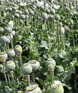 ماجرای کشت خشخاش در ایران به کجا رسید؟