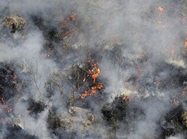 حتی ۵۰ هواپیما هم آتش جنگل‌های هیرکانی را نمی‌خواباند | خسارت توسعه شهری بیش از آتش است