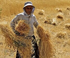 مساله غامض خودکفایی در محصولات کشاورزی | واشنگتن پست: دلیل خنده‌دار تمام شدن آب در ایران چیست؟
