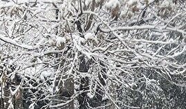 بارش برف و باران در ۱۶ استان/ هشدار کاهش محسوس دما